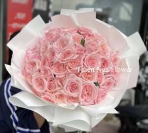 65 bông Ohara hồng ngọt ngào